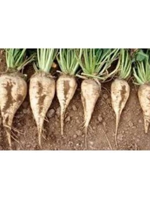 Tohumcumm 30 Adet Tohum Şeker Pancarı Tohumu Beyaz Şeker Pancarı Tohumu Sürpriz Hediye