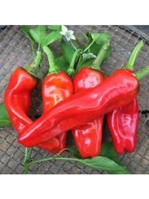 Tohumcumm Tohum Saksılık Çok Acı Urfa Isot Biberi Tohumu Saksı Toprak Sürpriz Hediye Tohumu 25 Adet