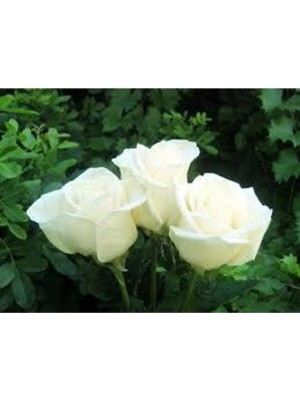 Tohumcumm 10 Adet Tohum Beyaz Gül Tohumu Nadir Beyaz Gül Tohum Saksı Toprak Hediyelidir