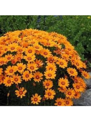 Tohumcumm 10 Adet Tohum Nadir Afrika Papatyası Çiçeği Tohumu Saksı Toprak Sürpriz Hediye Tohumludur