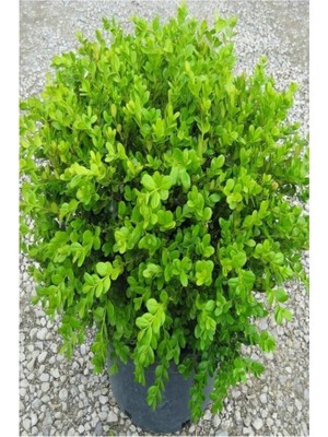 Isparta Gülü Şimşir (Buxus Sempervirens) Fidanı 10-20 cm