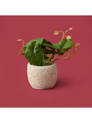 Objevi Saksıda Yapraklar - Asorti - 20X9X9 cm