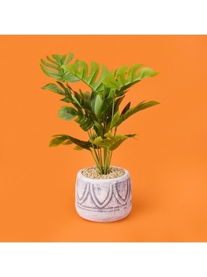 Objevi Beyaz Saksıda Deve Tabanı - Renkli - 13X38 cm