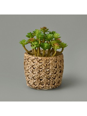 Objevi Hasır Efekt Saksıda Sukulent - 7X8X8 cm