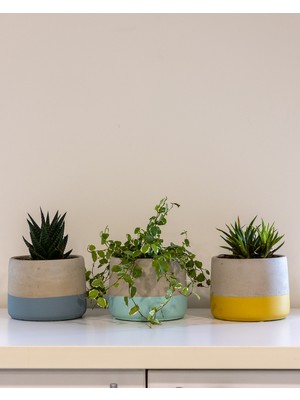 Greenmall Lenus Beton Saksı 3'lü Set