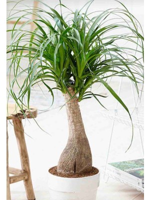 Aydoğdu Nolina Fil Ayağı Salon Bahçe Bitkisi 50 60 cm