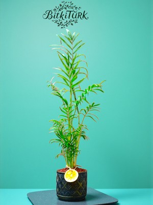 BitkiTÜRK 75/90CM Ithal Areka El Yapımı Beton Saksıda Portakal Dilimj ve Lav Taşları Dekorlu Hediye Paketi