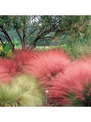 Pembe Pamuk Şekeri Çimi