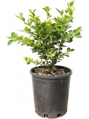 Hızlı Büyüyen Şimşir Fidanı 40CM-60CM