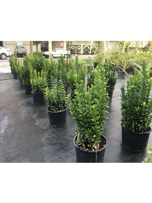 Yeşil Sütun Taflan Çiçeği Fidanı 40CM-60CM