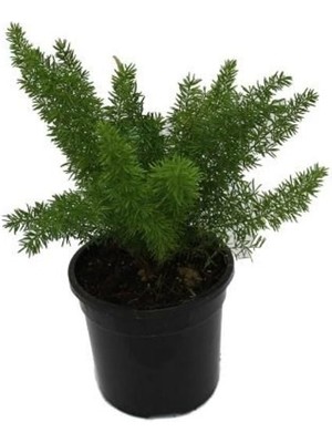 Gelin Teli Çiçeği Asparagus 20CM-40CM