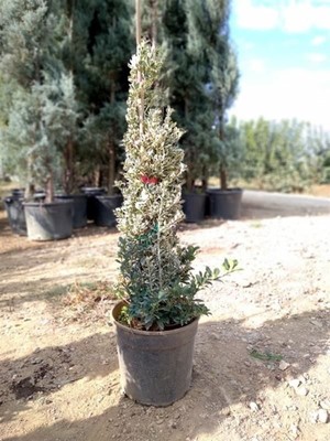Gümüş Piramit Taflan Fidanı 120CM-150CM