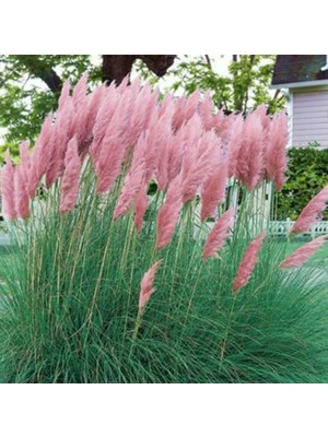 Pembe Pampas Saz Çiçeği Fidanı 40CM-60CM