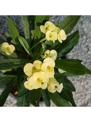 Orijinal Sarı Euphorbia Milii/dikenler Tacı Saksıda Küçük Boy