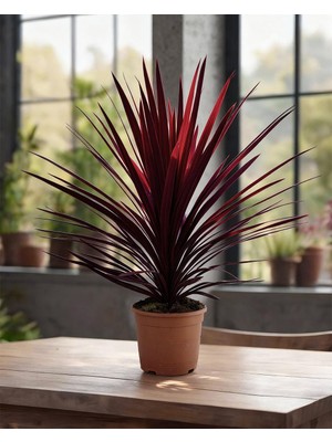 Gardenkoala Kordilin Bitkisi – Cordyline Red Star
