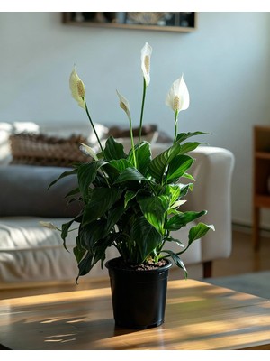 Gardenkoala Barış Çiçeği – Spathiphyllum wallisii 17 cm Saksı