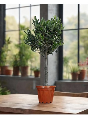 Gardenkoala Zeytin – Olea europaea – 17 cm Saksı
