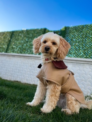 Maia Studio Latte Çift Taraflı Köpek Deri Ceket