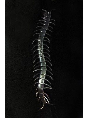 Ronanna Buğz Karanlıkta Parlayan Fosforlu Kırkayak