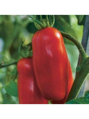 Storemax Tohhum San Marzano Domates 25+