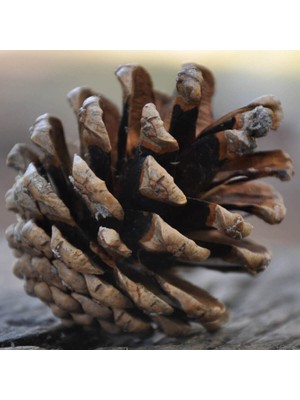 Kahverengi Çam Kozalak, 20 Adet Doğal Süsleme Malzemesi