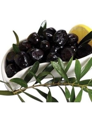 Fidan Sepetim 4 Yaş Gemlik Trilye Sofralık Zeytin Fidanı