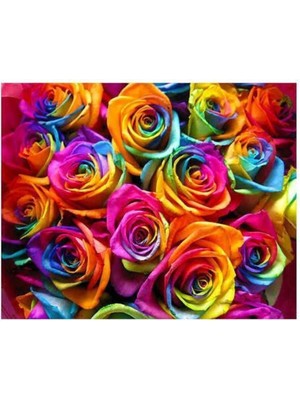 Look 100 Adet Hollanda Gökkuşağı Gül Tohumu TH-563559670685TDR