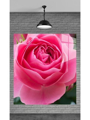 Marsilyan Muhteşem Pembe Gül Temperli Cam Üzerine Tablo Sevgilinize Yılbaşı Hediye