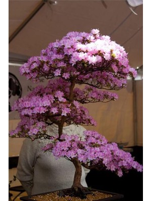 Look Lila Çiçekli Cherry Bonsai Ağacı Tohumu-10 Adet TH-2022DSHNGLKTHM089