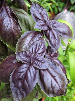 Lavanta Şarköy Mor Fesleğen (Reyhan) Tohumu