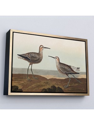Oxyteez Ahşap Çerçeveli John James Audubon'un 'birds Of America' TABLOSU-7011