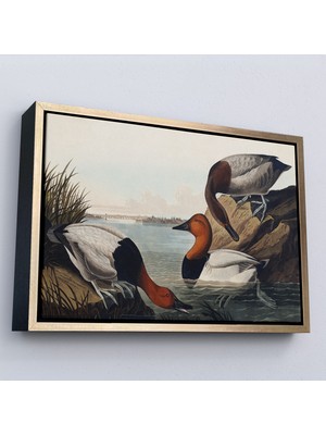 Oxyteez Ahşap Çerçeveli John James Audubon Ördekler TABLOSU-7030