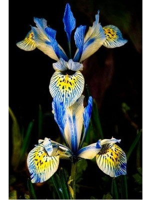 Vipfoni 2 Adet Iris-Süsen Pureobractea Çiçek Soğanı  Kod 4031