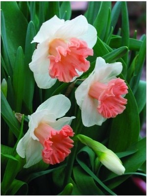 Vipfoni 5 Adet Yoğun Kokulu Nergis Çiçek Soğanı  KOD74