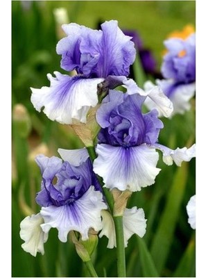 Vipfoni 2 Adet Iris-Süsen Pureobractea Çiçek Soğanı  Kod 4016