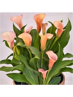 Vipfoni 2 Adet Gala Çiçeği Soğanı-Kavuniçi