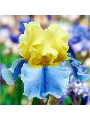 Vipfoni 2 Adet Iris-Süsen Pureobractea Çiçek Soğanı  Kod 4014