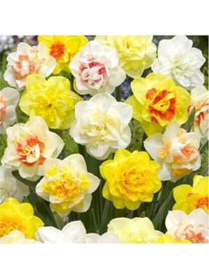 Vipfoni 3 Adet Yoğun Kokulu Nergis Çiçek Soğanı  KOD60