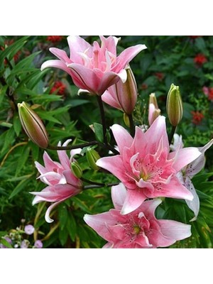 Vipfoni 3 Adet Katmerli Soft Pembe Kokulu Lilyum (Zambak) Çiçeği Soğanı