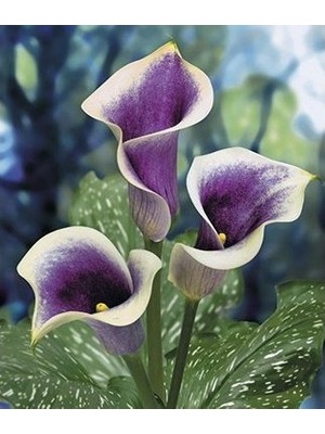 Vipfoni 2 Adet Gala Çiçeği Soğanı-Ebruli Mor