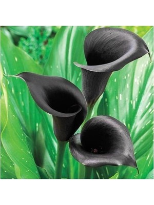 Vipfoni 2 Adet Gala Çiçeği Soğanı-Siyah