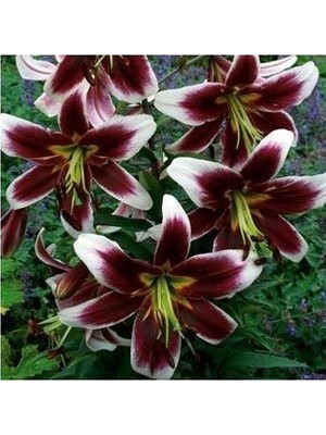 Vipfoni 3 Adet Beyaz Kenarlı Bordo Kokulu Lilyum (Zambak) Çiçeği Soğanı