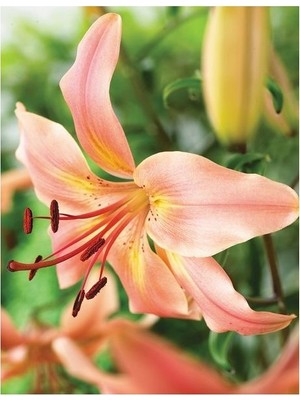 Vipfoni 3 Adet Kokulu Soft Lilyum (Zambak) Çiçeği Soğanı
