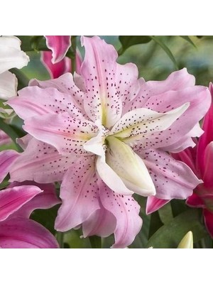 Vipfoni 3 Adet Katmerli Çilli Pembe Kokulu Lilyum (Zambak) Çiçeği Soğanı