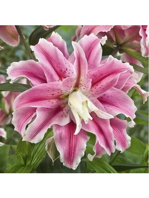 Vipfoni 3 Adet Katmerli Şeker Pembe Kokulu Lilyum (Zambak) Çiçeği Soğanı