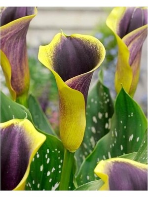 Vipfoni 2 Adet Gala Çiçeği Soğanı-Gölgeli Sarı