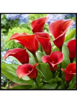 Vipfoni 2 Adet Gala Çiçeği Soğanı-Kırmızı