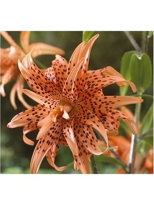 Vipfoni 3 Adet Katmerli Kahve Çilli Kokulu Lilyum (Zambak) Çiçeği Soğanı