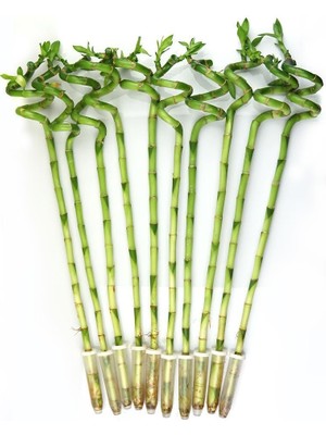 Gardenkoala Şans Bambusu – Dracaena Lucky Bamboo 80 cm (7 Adet)