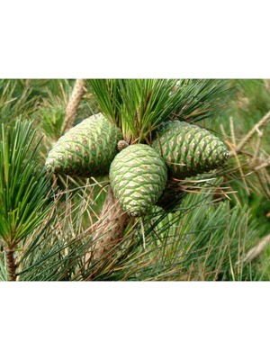 Empressco Yeşil Çam Kozalağı, Yeni Mahsul, 20 Adet, Tazelik ve Doğallık Dolu